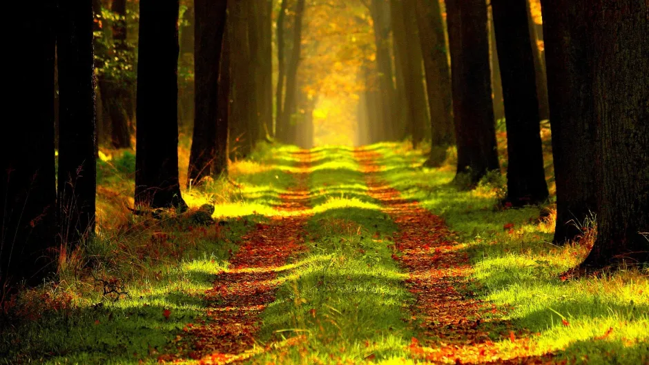 Rubrik_Naturschutz_und_Biodiversitaet_Waldweg_c.Pixabay_forest-868715_1920
